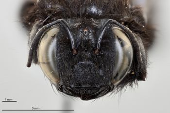 Media type: image;   Entomology 534797 Aspect: head frontal view